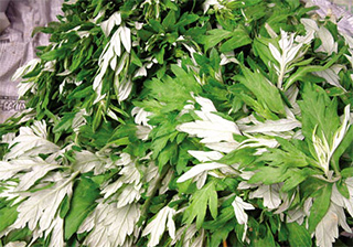 よもぎ（フーチバ）