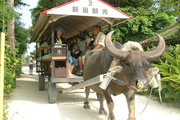 水牛車