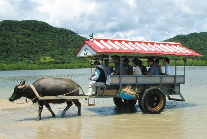 由布島水牛車