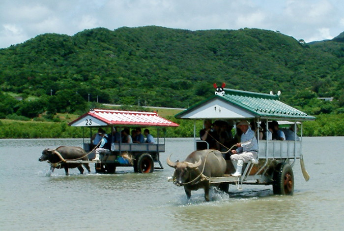 由布島水牛車