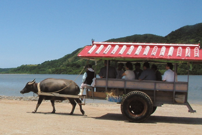 由布島水牛車