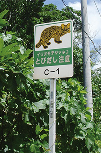 西表島　道路状況　画像2