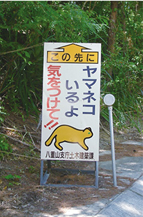 西表島　道路状況　画像3