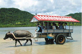 由布島水牛車